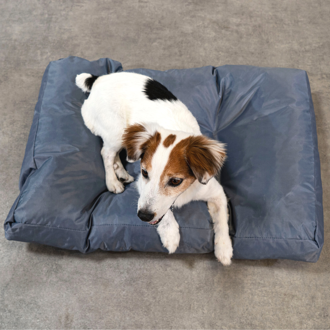 Panier Chien - 75x50x10 Cm